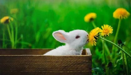 博尔塔拉蒙古伴游招聘，风信子伴游网